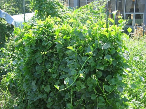 Tác dụng không ngờ từ rau mồng tơi -dreamthantien.Mobie.In